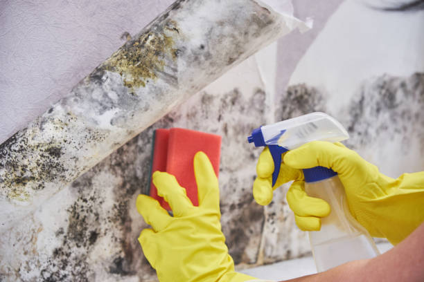 Best Industrial Mold Remediation  in Glasgow Village, MO